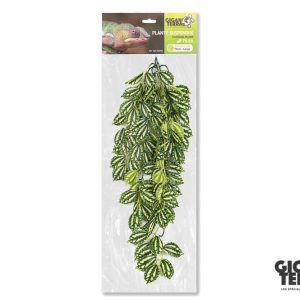 גיגן טרה צמח נתלה לטרריום פילאה