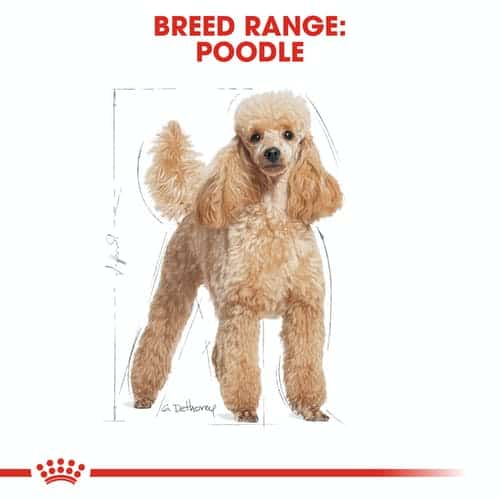 bhn-wet-poodle-cv-eretailkit-1