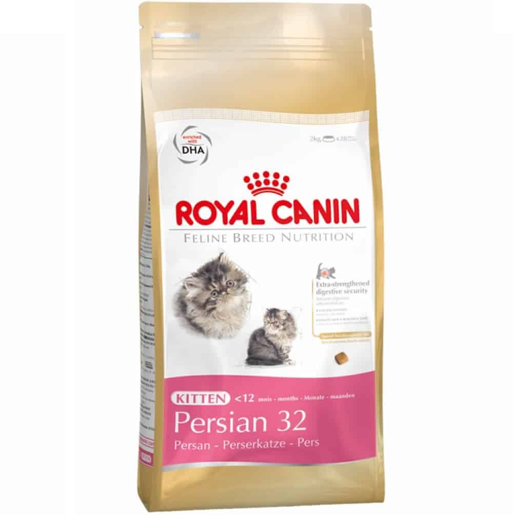 kitten-persian-32_1