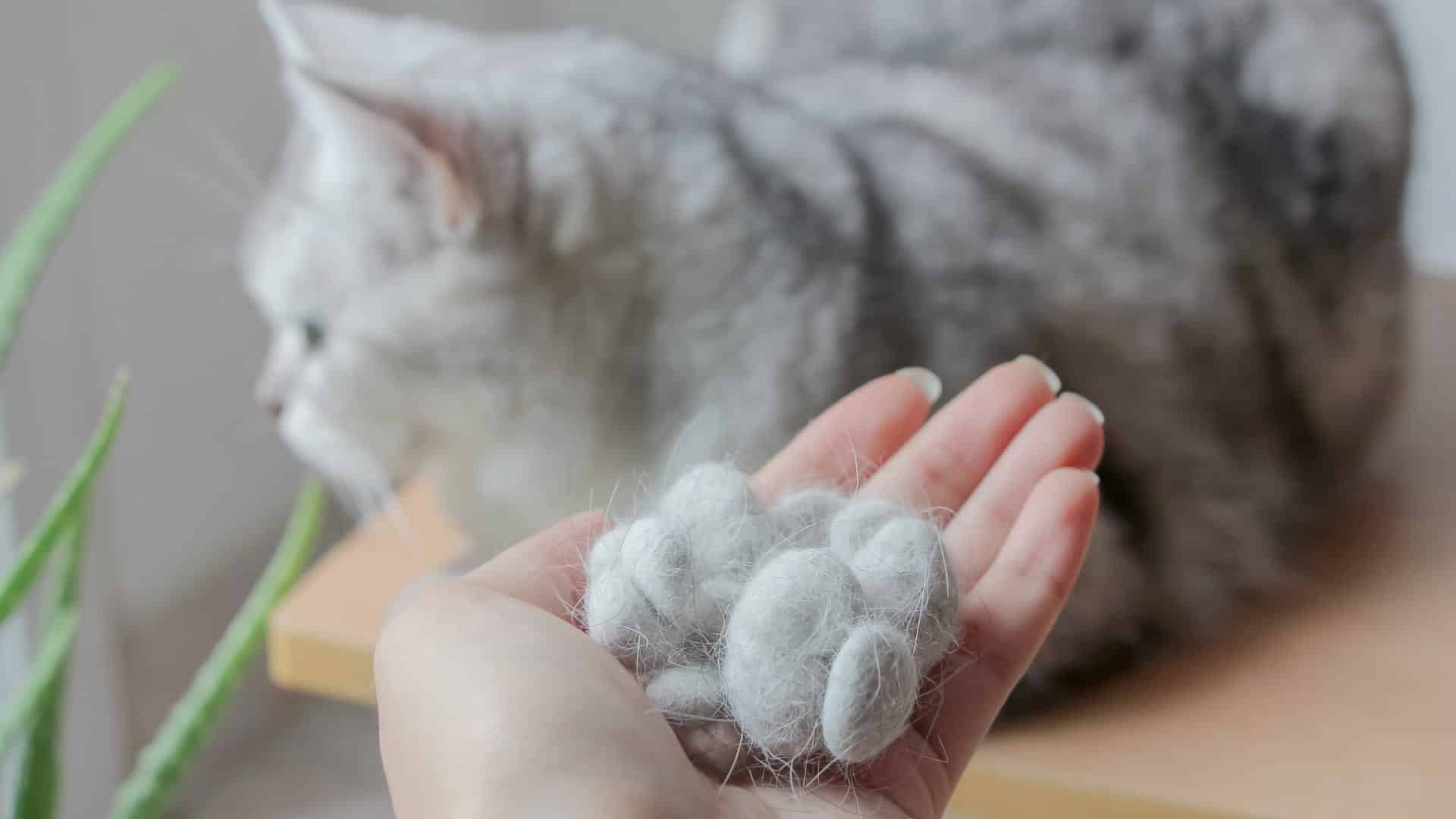 נשירת שיער חתולים