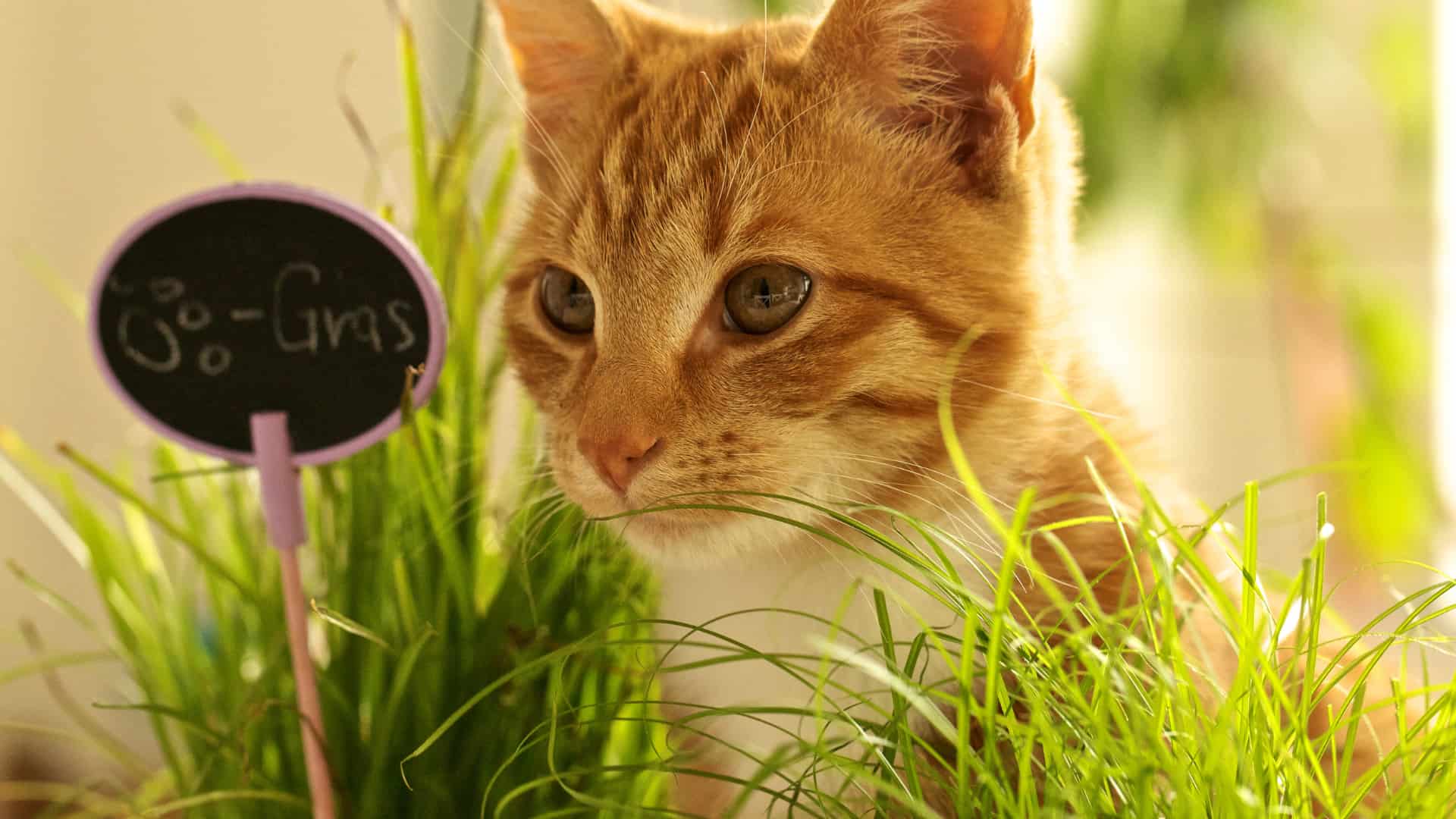 קטניפ לחתולים
