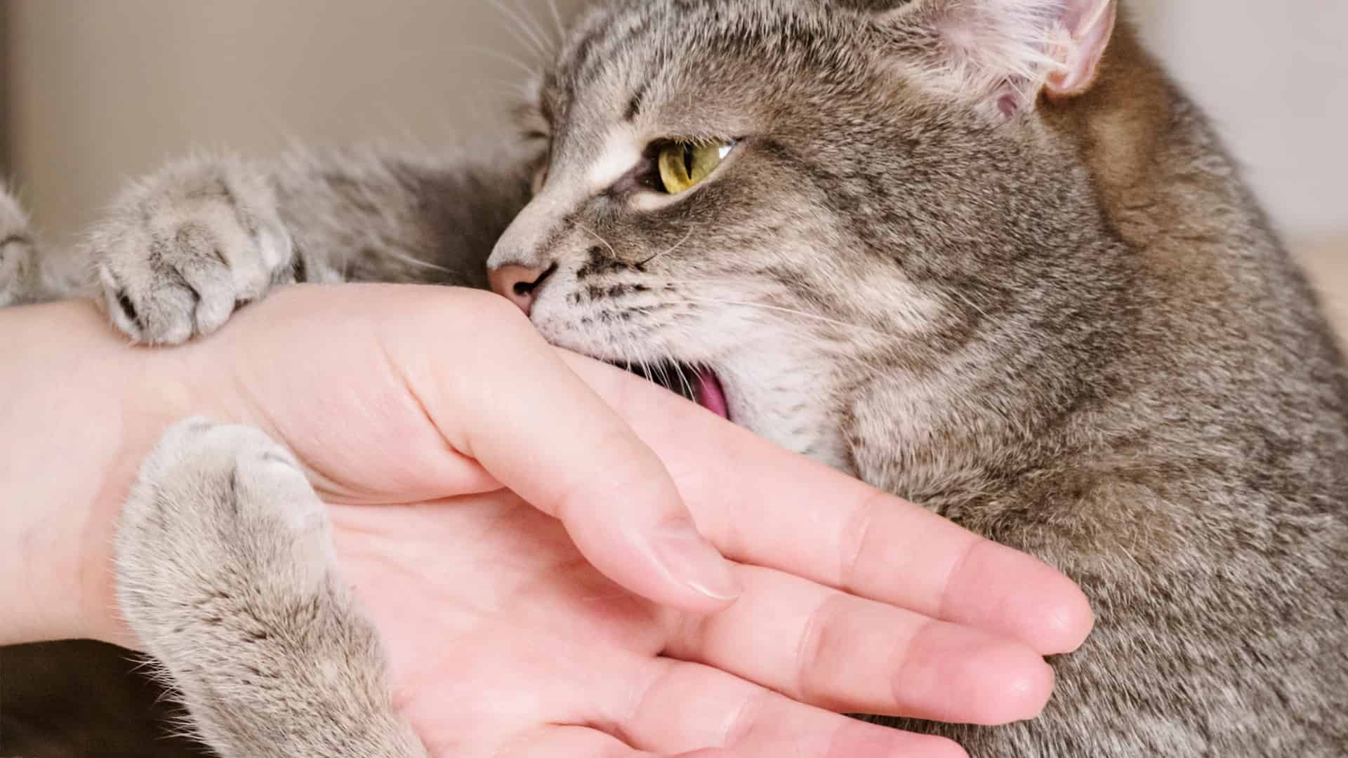 מחלת שריטת החתול