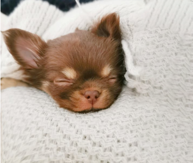 חבילת גורים לגור כלבים גזע קטן