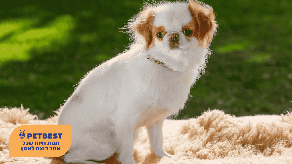 כלב מגזע צ'ין יפני (Japanese Chin)