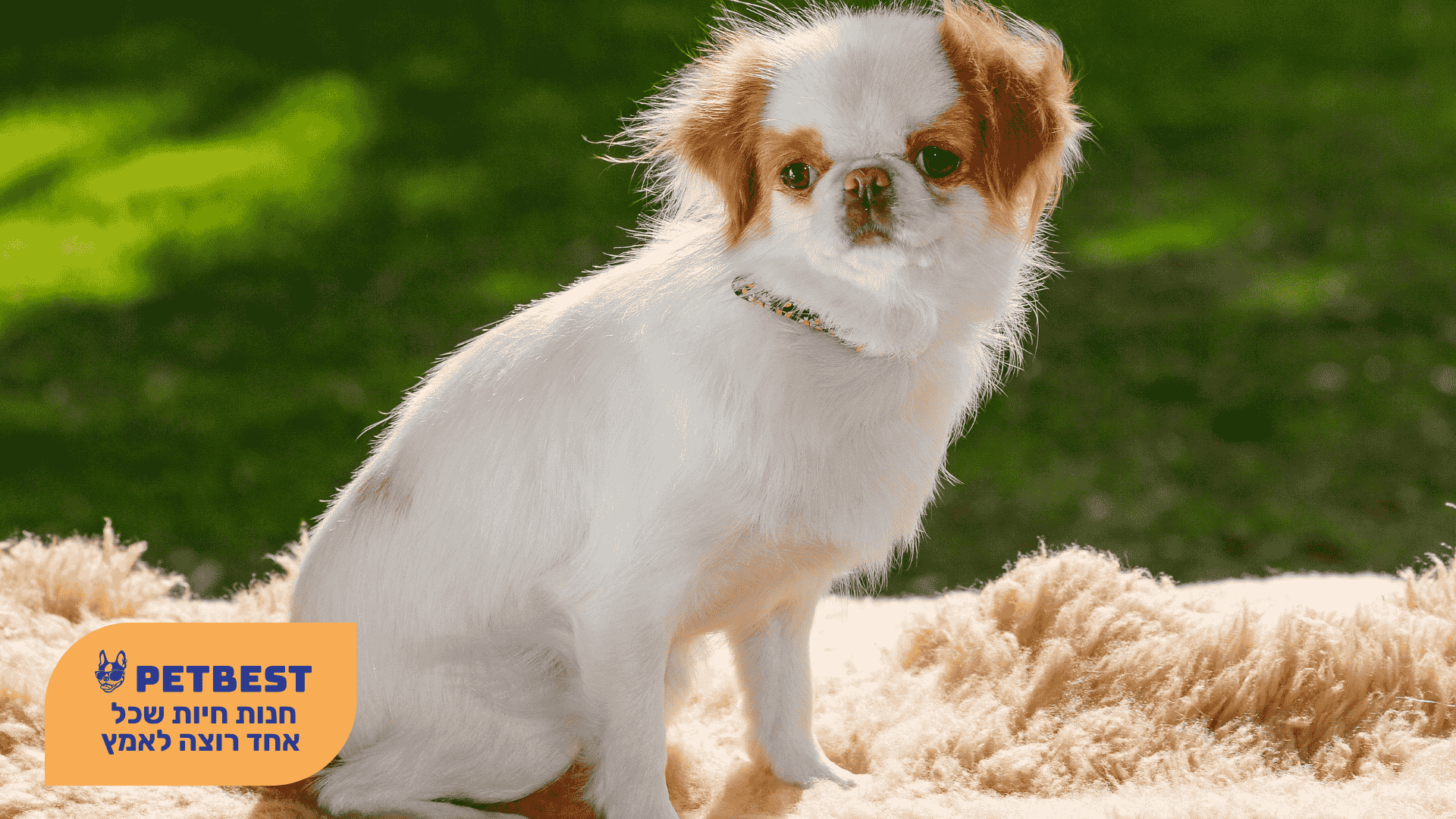 כלב מגזע צ'ין יפני (Japanese Chin)