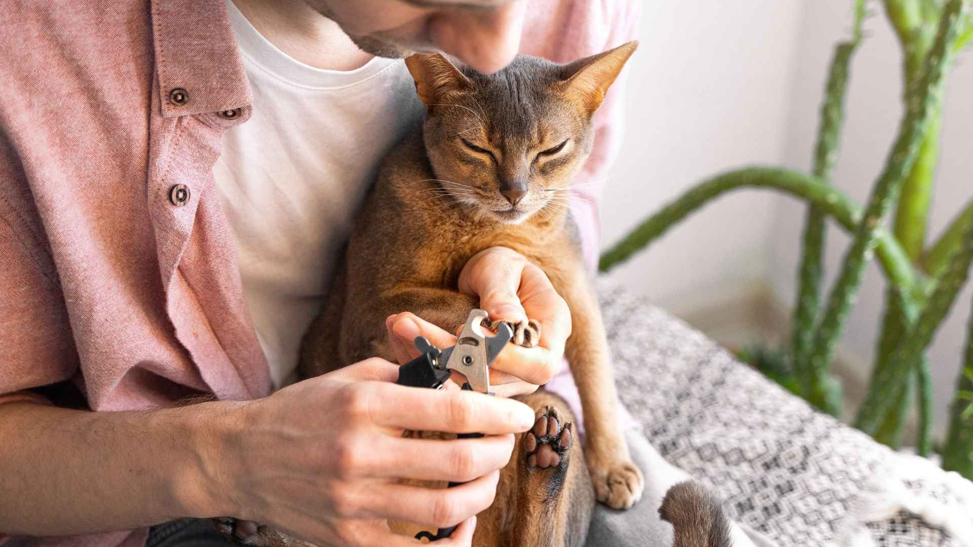 קיצוץ ציפורניים לחתול