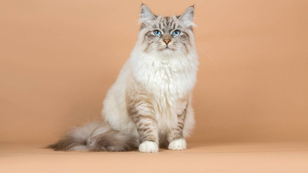 חתול סיבירי היפואלרגני