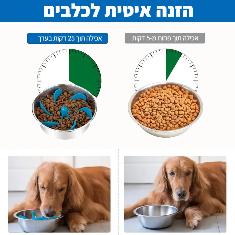 הזנה איטית לכלבים הזנה איטית לכלבים